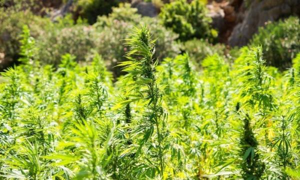 photo of Ohio CBD Retailers Push Back Against Effort To Limit Hemp Products To Marijuana Dispensaries image