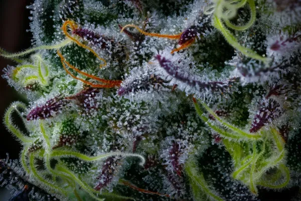 Alaska Marijuana Board Advances…