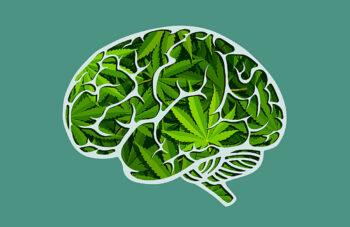 photo of Cannabis and Cognition: Making Use of an Ancient Plant’s Benefits Today image