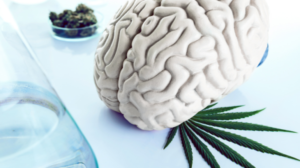 Study: Sustained Use of Medical Cannabis…