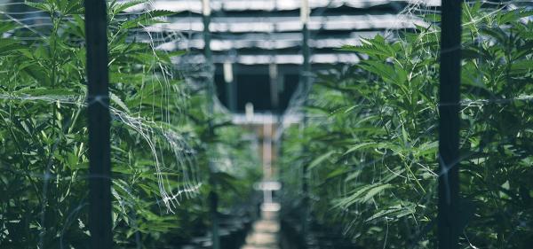 Fifteen Indicted on Cannabis Burglary&hellip;