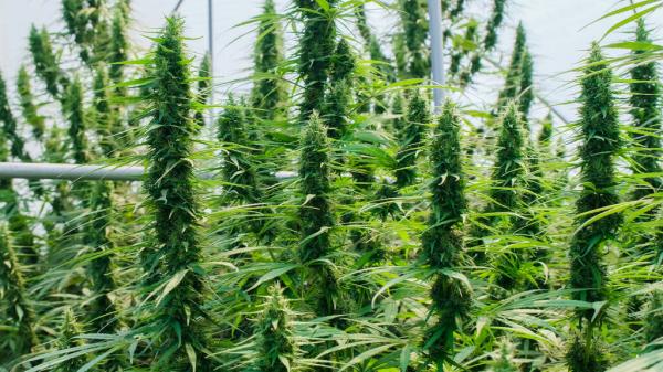 New York Marijuana Cultivation Capacity&hellip;