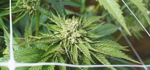 Cannabis Was Canada’s 5th Most…