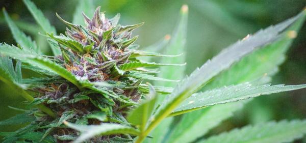 Nebraska Officials Approve First Legal…