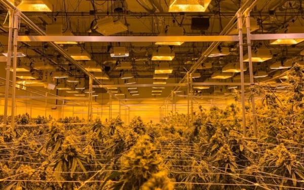 Beyond the Monthly Fee: Why Cannabis…