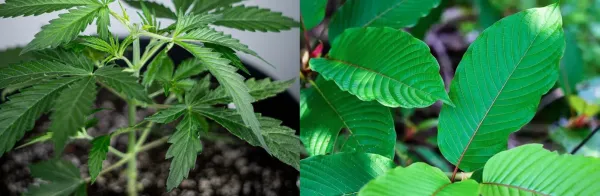 Settling the Score Between Kratom vs…