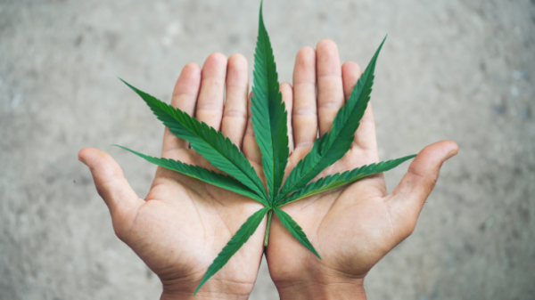 photo of I’m Interning With NORML to Spark Change Beyond 4/20 image