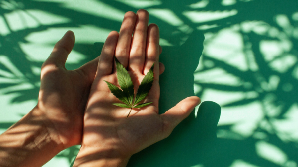 NORML Op-Ed: High Time to Remove…