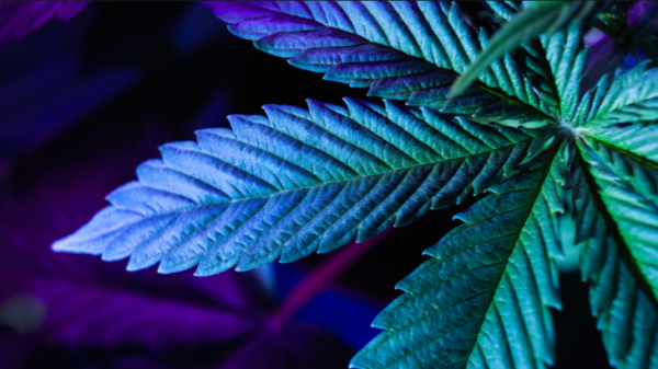 4/20 Is Over, Our Fight Continues