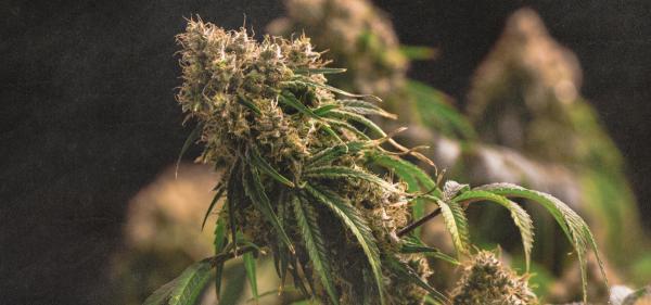 Voluntary Recall Issued for California&hellip;