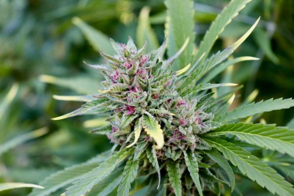 Garden State Cannabis Gardening:&hellip;