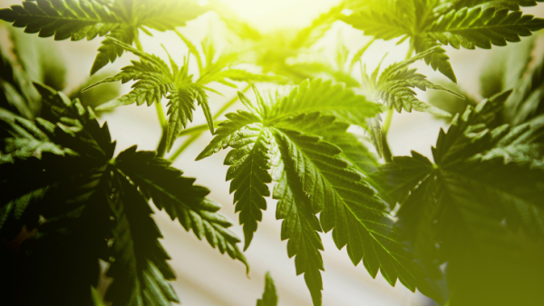 photo of NORML Op-Ed: Calling Out the New York Times’  Alarmist Cannabis Coverage image