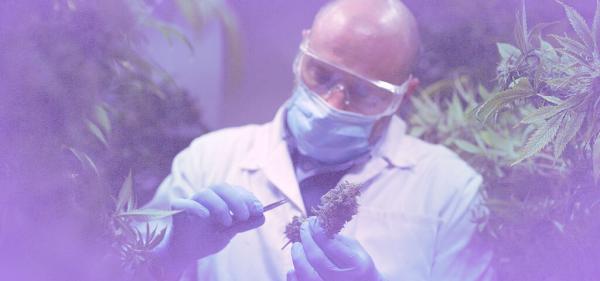 Canadian Government Launches Cannabis…