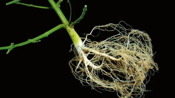 Study Finds Cannabis Root-Derived&hellip;
