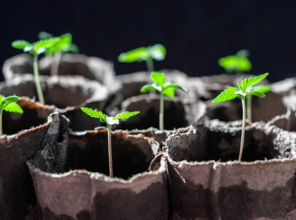 Maine Regulators Will Allow…
