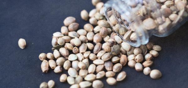 Missouri Cannabis Cultivators Fined for…