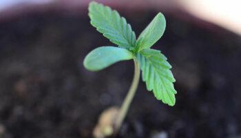 photo of Veteran Cannabis Cultivators Express Renewed Interest In Seeds Over Clones image