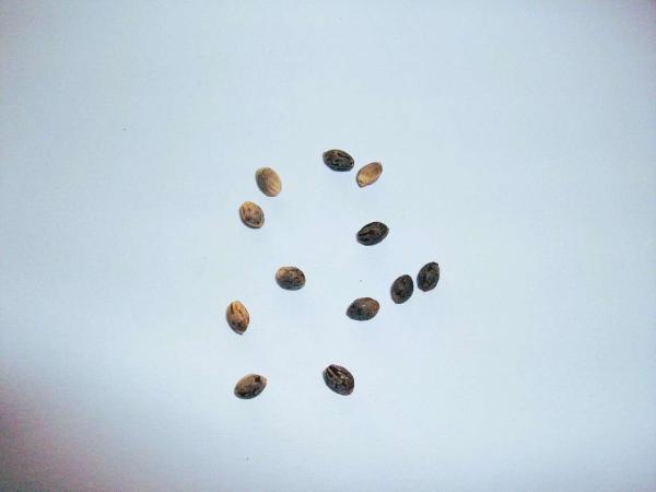 How to Find High-Quality Feminised…