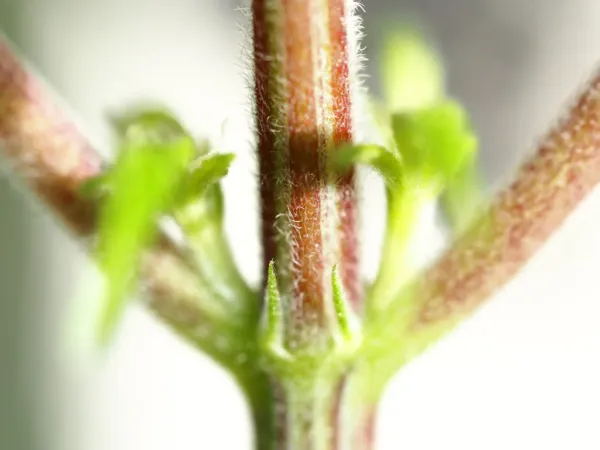 Study Finds Cannabis Stem Extract&hellip;