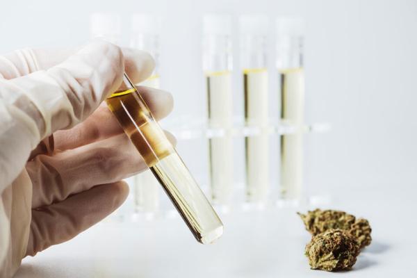 photo of California Cannabis Testing Labs has license canceled for falsifying results image