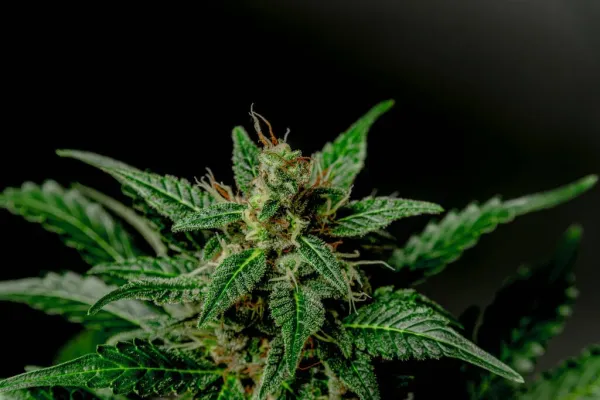 Marijuana and the 2026 Election: Ballot…