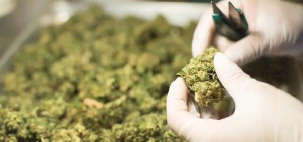 Tilray Brands Subsidiary is First…