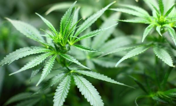 New Poll Shows Most Utah Voters Support…