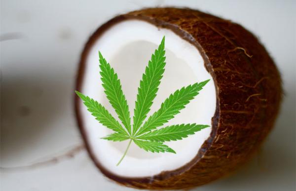 7 Ways to Use Cannabis Infused Coconut&hellip;