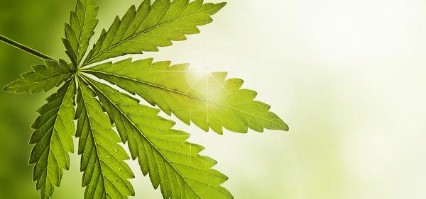 Cannabis Stocks Volatile With Trump ‘Looking Very Strongly’&hellip;