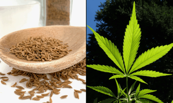 Scientists Develop New Class Of CBD…