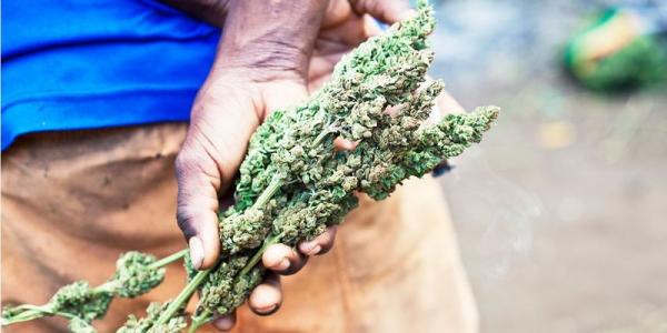 photo of Is Legal Cannabis Coming to the Caribbean? image