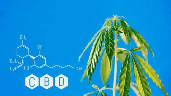 Study Finds CBD Alters Prostate Cancer…