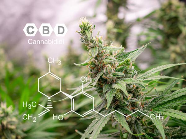 Federally Funded Study Finds CBD&hellip;