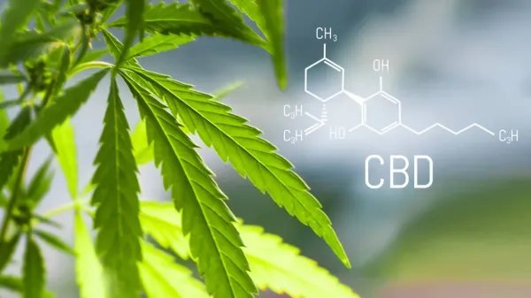 Study Finds CBD Protects Neuron-Like…
