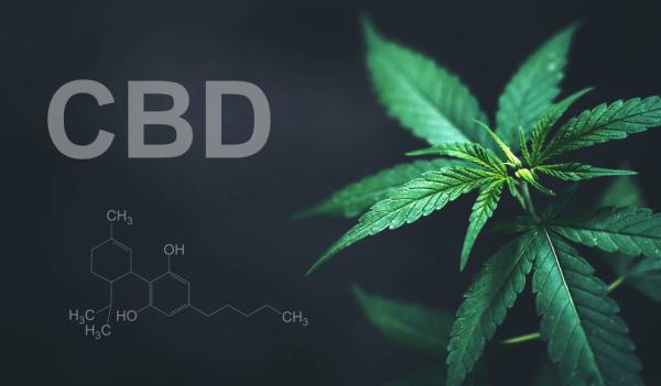 CBD Reduced Joint Inflammation and Bone…