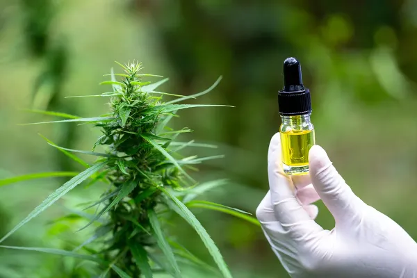 CBD Reduced Inflammation and Fat…