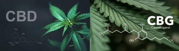 CBD and CBG Restored Memory in Animal…