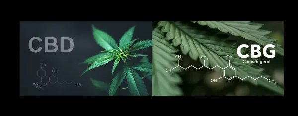Study Finds CBD and CBG Extracts Show&hellip;
