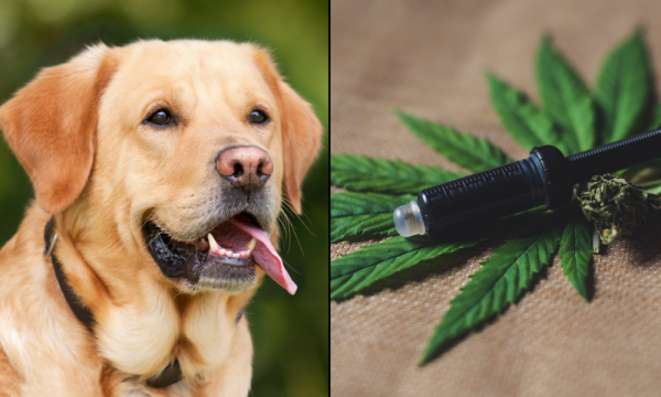 photo of CBD Can Help Counteract Accidental Marijuana Exposure In Dogs, New Study Shows image