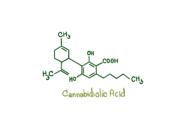 Study Finds CBDA May Reduce&hellip;