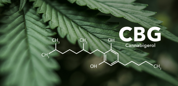 Study Finds CBG Prevented Long-Term…