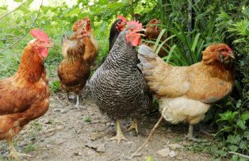 photo of How Cannabis-Fed Chickens May Help Cut Thai Farmers’ Antibiotic Use image