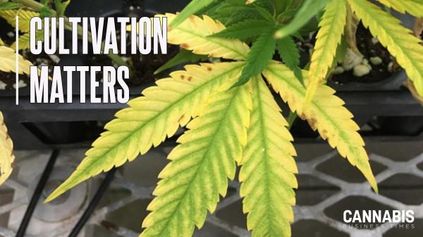 The Right Spot: Understanding Nutrient Mobility in Cannabis Plants