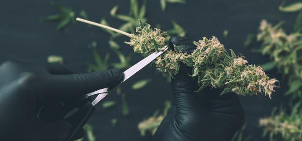 Missouri Cannabis Workers Win Union&hellip;