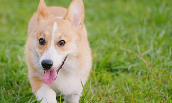 photo of Microdosing LSD Can Help Treat Separation Anxiety In Dogs, New Case Study Suggests image