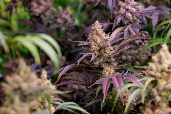 Study of 3,744 Medical Marijuana&hellip;