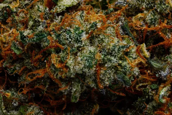 Washington, D.C. Medical Marijuana…