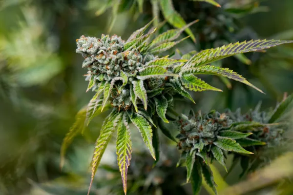 Congressional Cannabis Caucus Co-Chair&hellip;