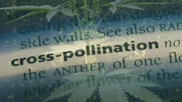 photo of Preventing Cross-pollination Between Cannabis & Hemp image