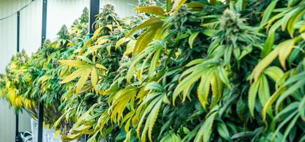 Massachusetts Sets Public Hearing to&hellip;